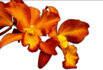 Fire Orchid Hm page 350x239 Fire Orchid Hm page 350x239